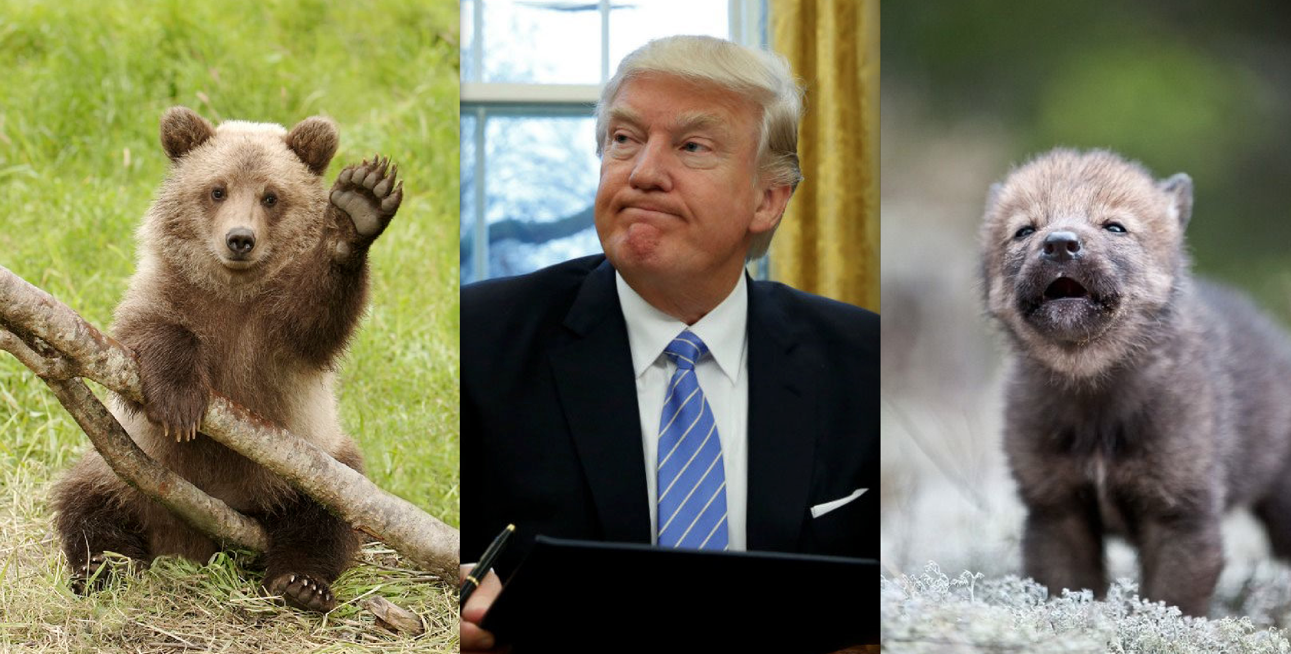 Center for Biological Diversity Sues Trump for Signing HJR 69 Allowing Slaughter of Bear Cubs, Wolf Pups