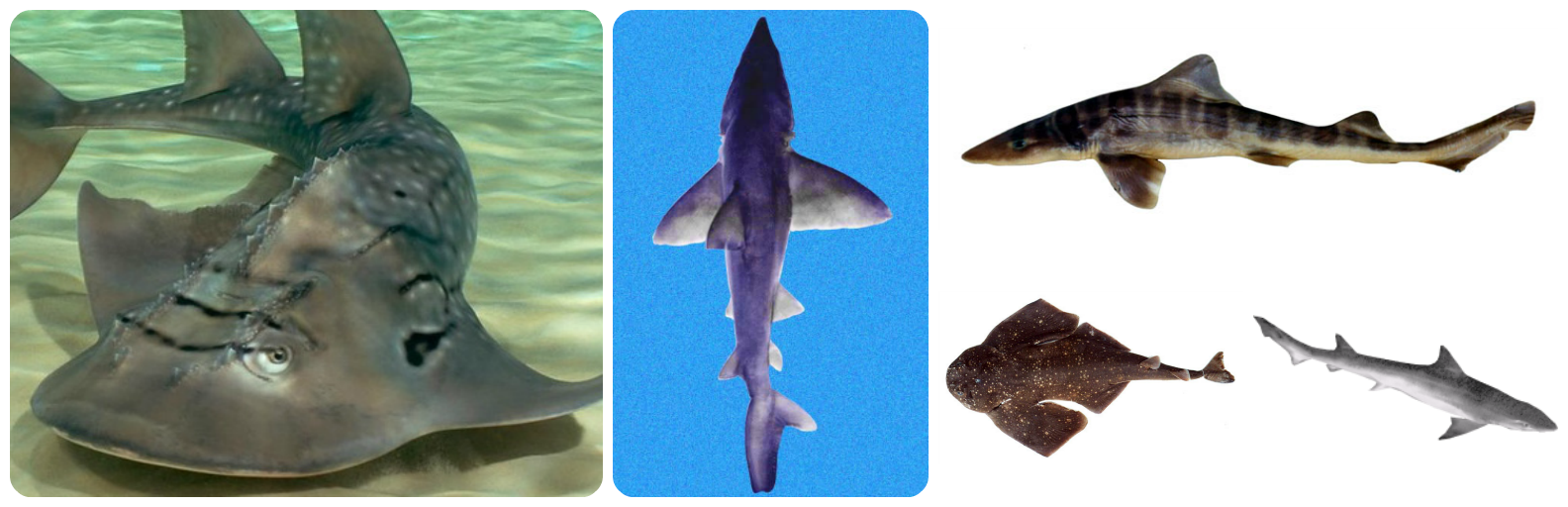 Trump Admin Protects Five Sharks, Guitarfish, Under Endangered Species Act Following Petition