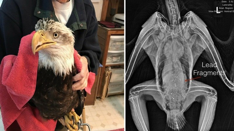 Petition Watch: ‘Stop Poisoning Bald Eagles With Toxic Lead’ Nearing First Signature Milestone