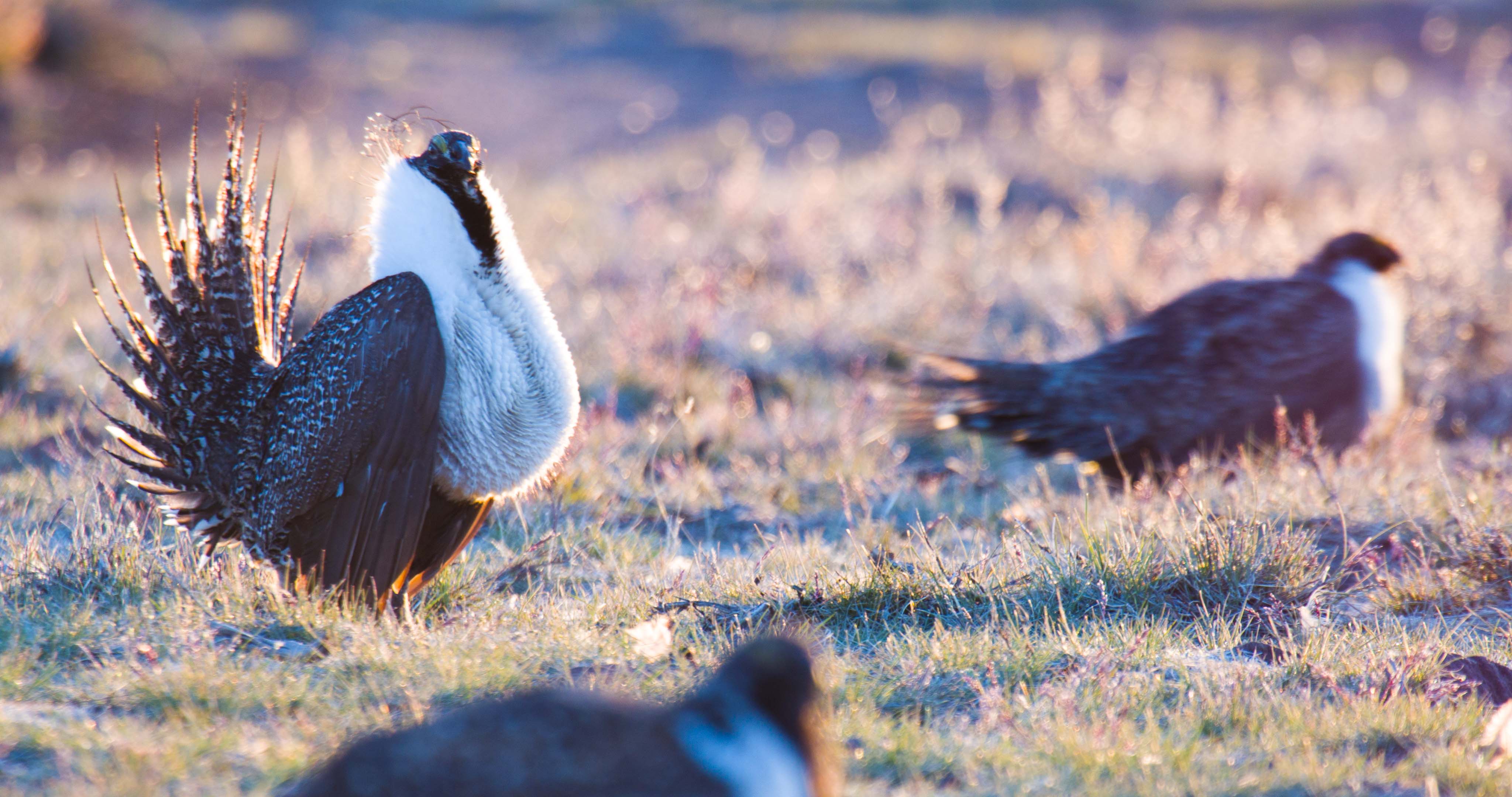 Birdbrained? Trump Admin Attacks ‘Historic’ 2015 Sage Grouse Plan, Enviro Groups File FOIAs