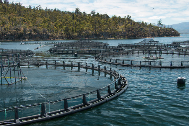 Fish Spill: Gov. Inslee Issues ‘Emergency’ Ban on New Pens After Farm Spills Atlantic Salmon into the Pacific