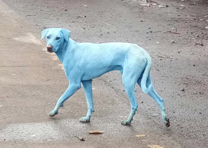 Video: The Bright Blue Dogs of Taloja — Mumbai’s 977-Factory, Industrial Waste Zone