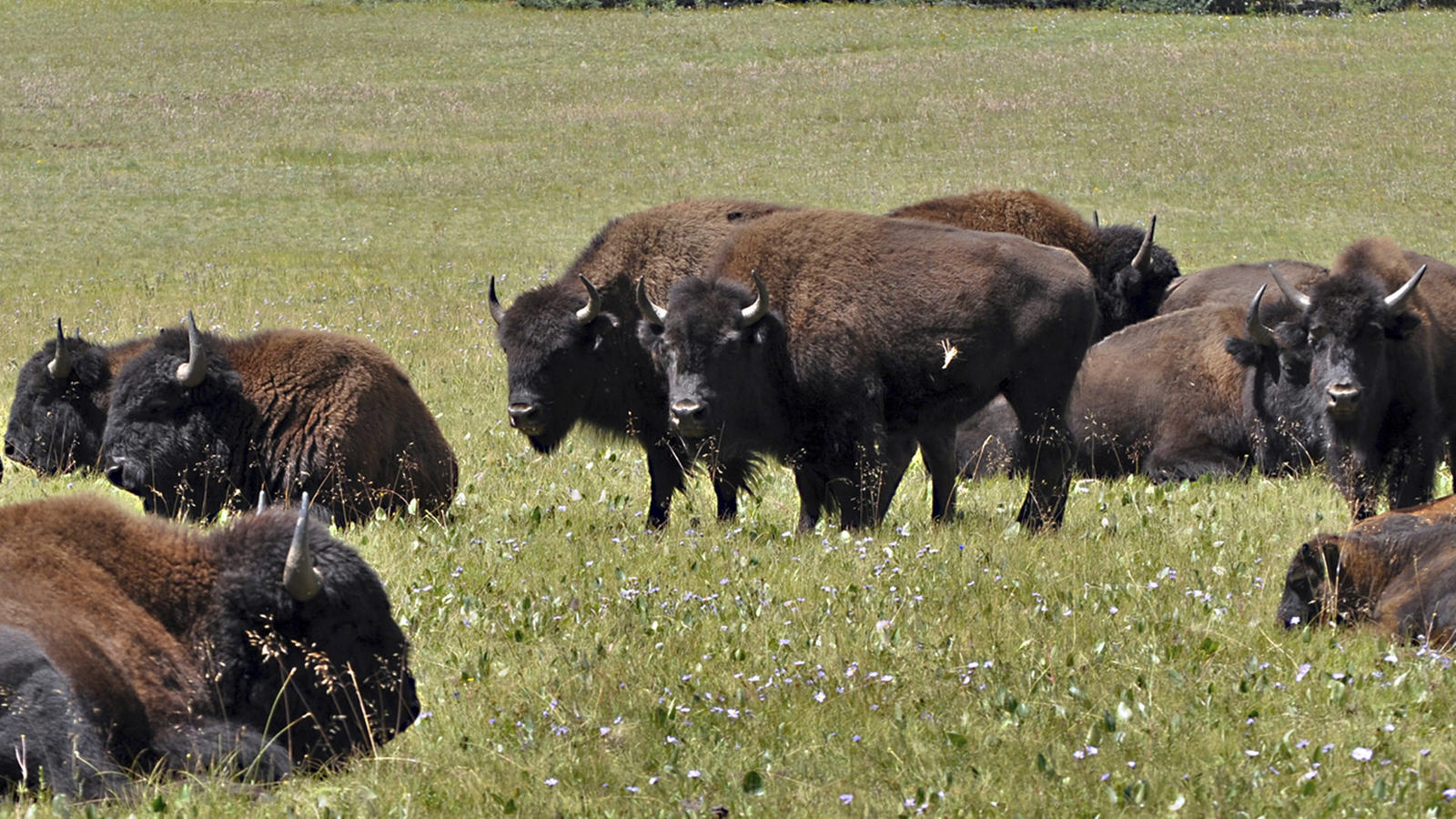 National Park Service Plans Large Bison Hunt to Thin Arizona’s Grand Canyon Herd