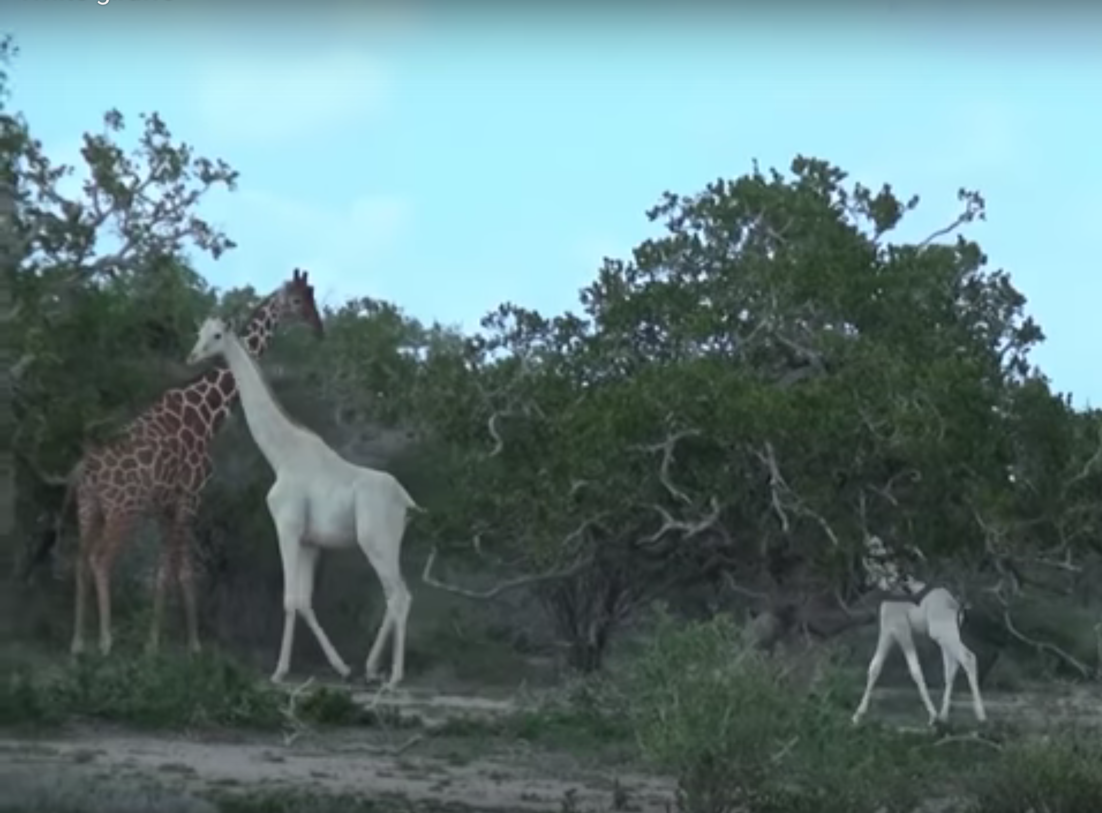 So Cool: Rare, Pure-White Giraffes Filmed in Kenya — Mother With Calf (Video)