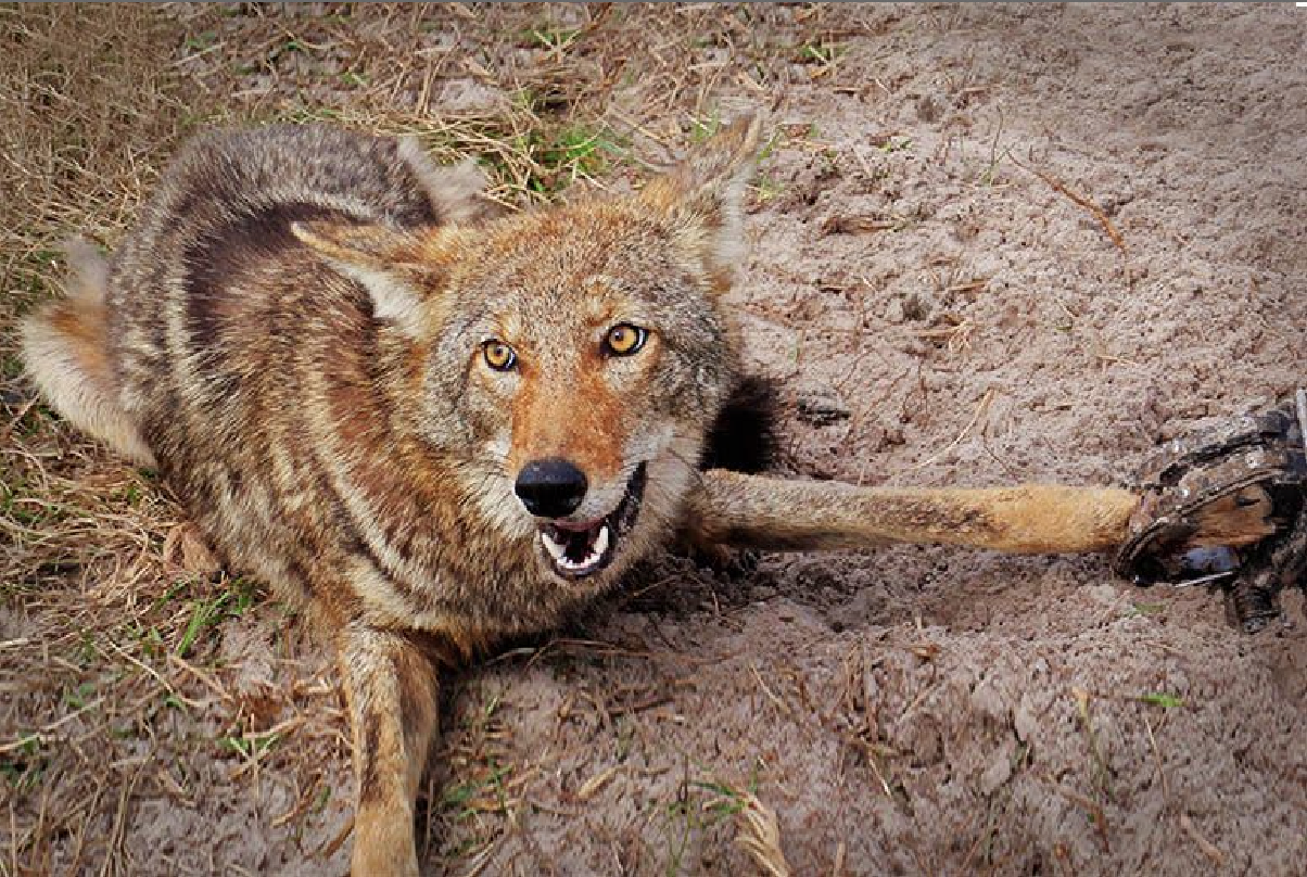 ‘Big Victory’: Fed. Gov’s ‘Cruel’ Wildlife Killing Program Stopped in Court Again, This Time in NorCal