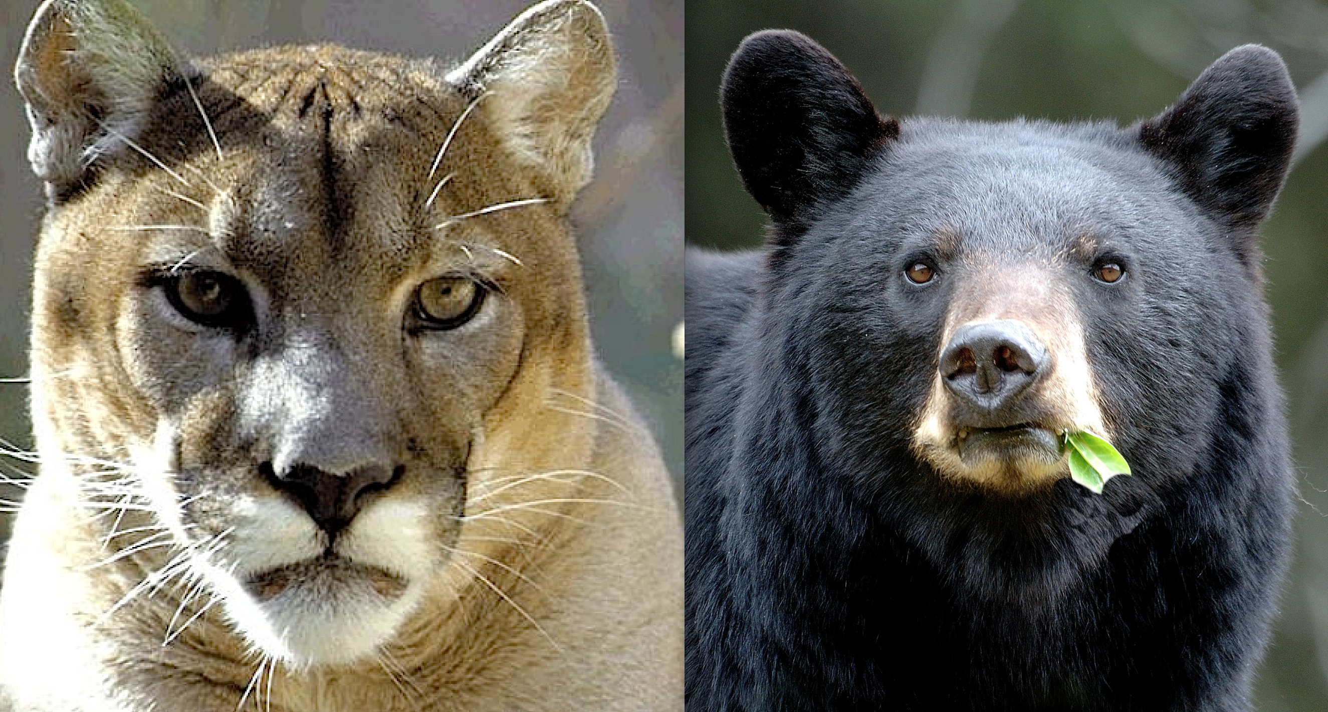 Colorado’s Controversial Black Bear, Mountain Lion Killing Plan, Defanged in Federal Court