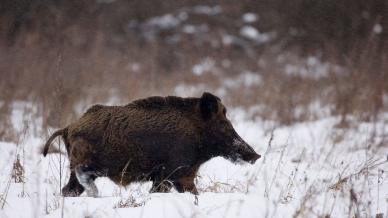 Red Hot Radioactive Wild Boars, Loaded With Chernobyl Fallout, Now Turning up in Sweden