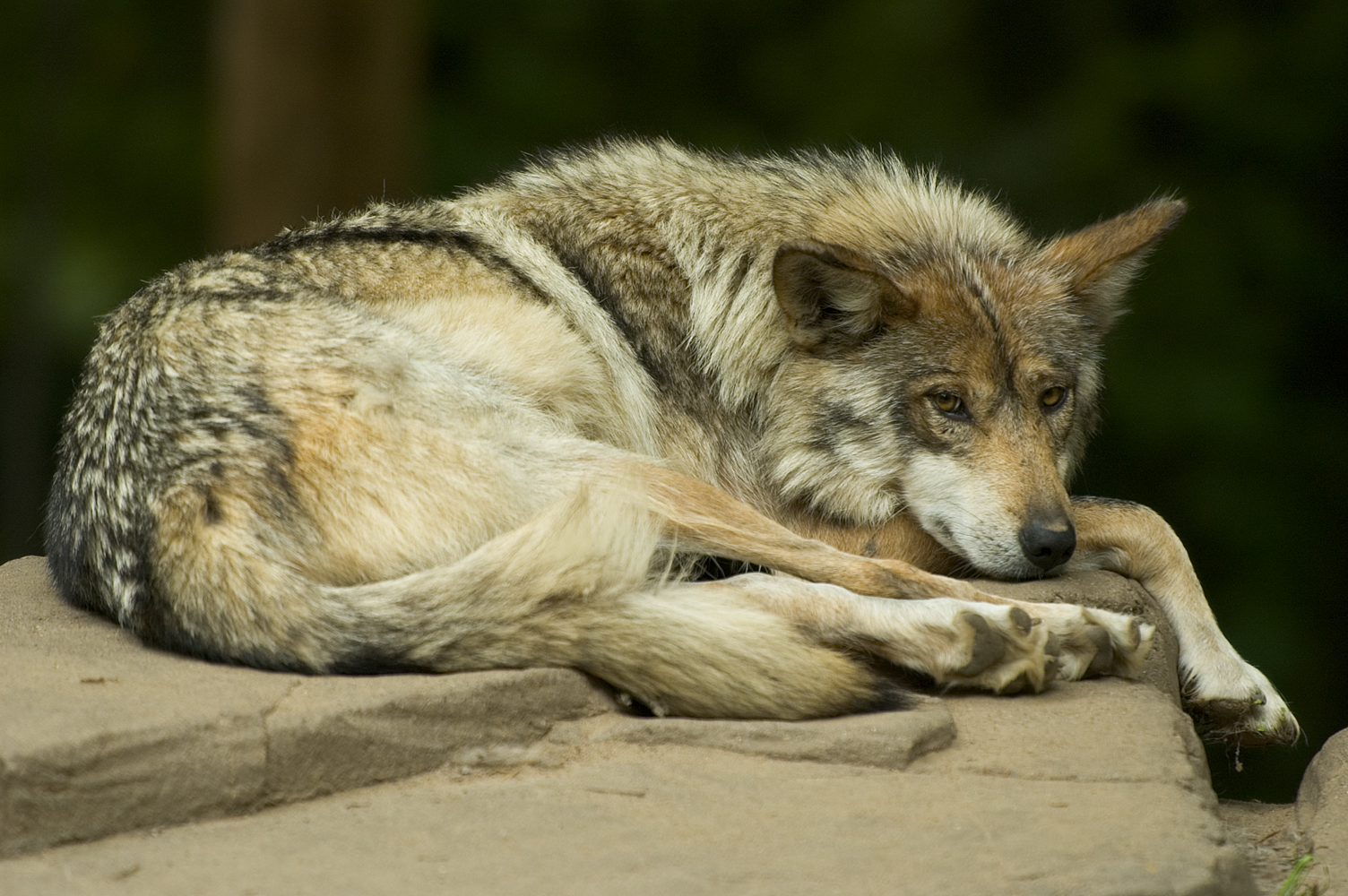 Governments in CO/UT/NM/AZ Deliberately Derailed Mexican Wolf Recovery, Documents Reveal (Investigative Report)