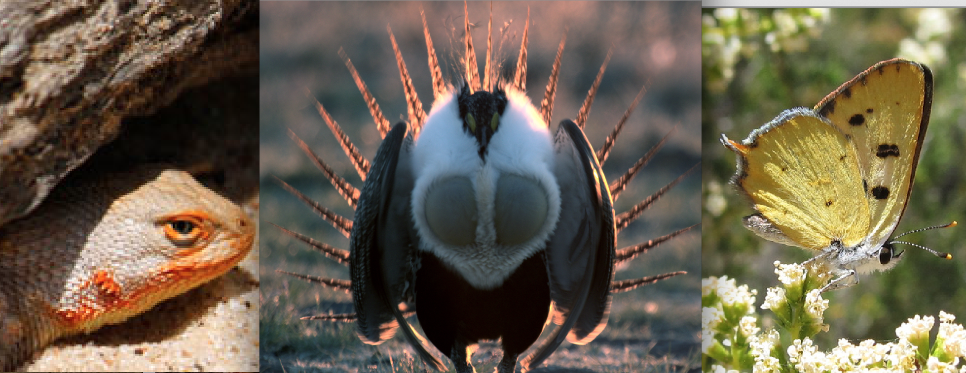 These Species Should Be ‘Endangered’ But Aren’t Due to Political Horse Trading, Report Reveals