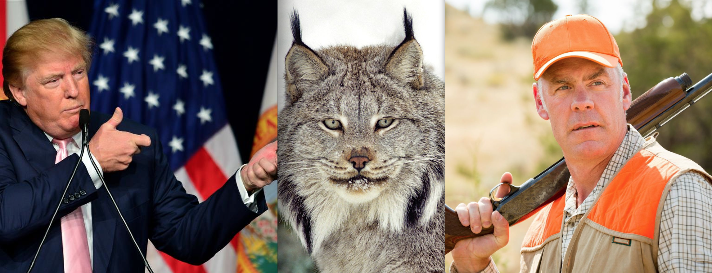 Trump Admin Announces It Will Strip Canada Lynx of Endangered Species Protection