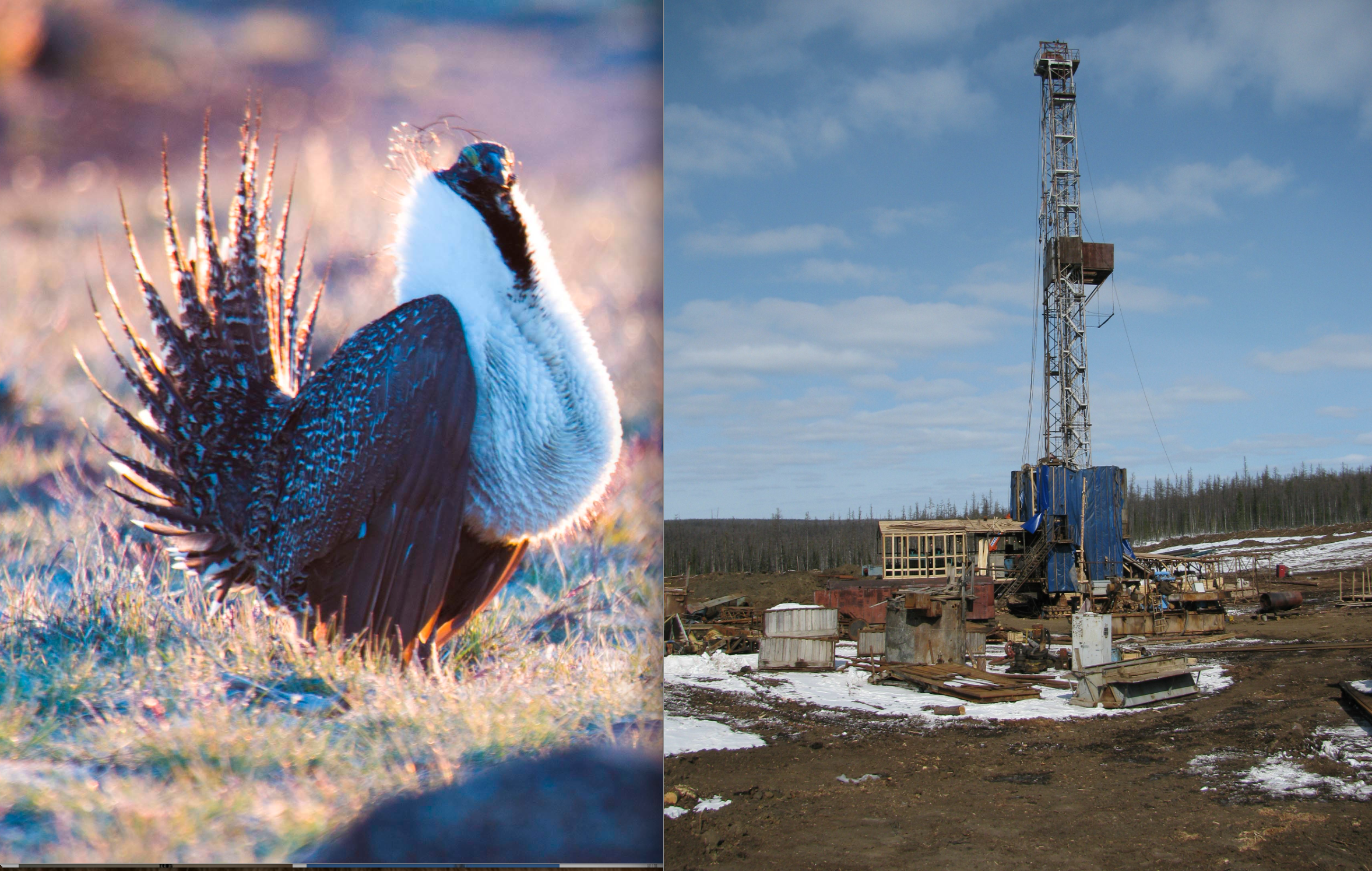 Sage Grouse Saves the Day: BLM Halts Idaho Oil Lease Auction After Protests from Enviro Groups