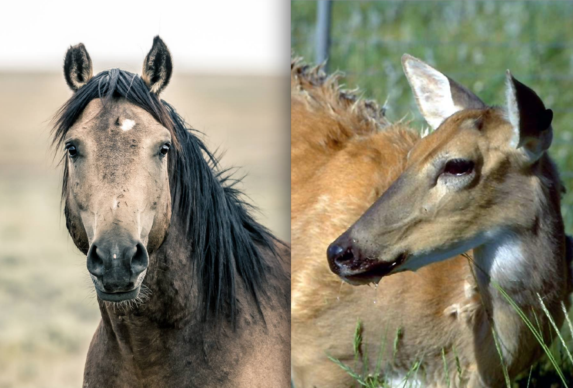 Wild Horses May Hold a Solution to Slowing Spread of Fatal Chronic Wasting Disease in Deer, Elk