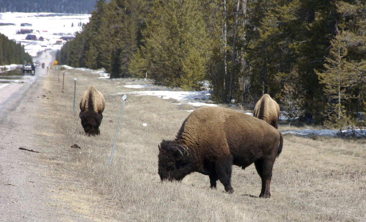 Wyoming Schedules Wild Bison Hunt So a Grand Total of Three Animals Can Be Culled