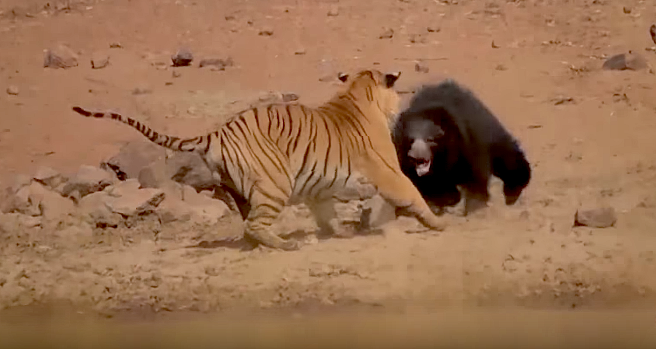 Video: Epic Battle, Incredible Ending, as Mama Sloth Bear Takes on Bengal Tiger in Indian National Park