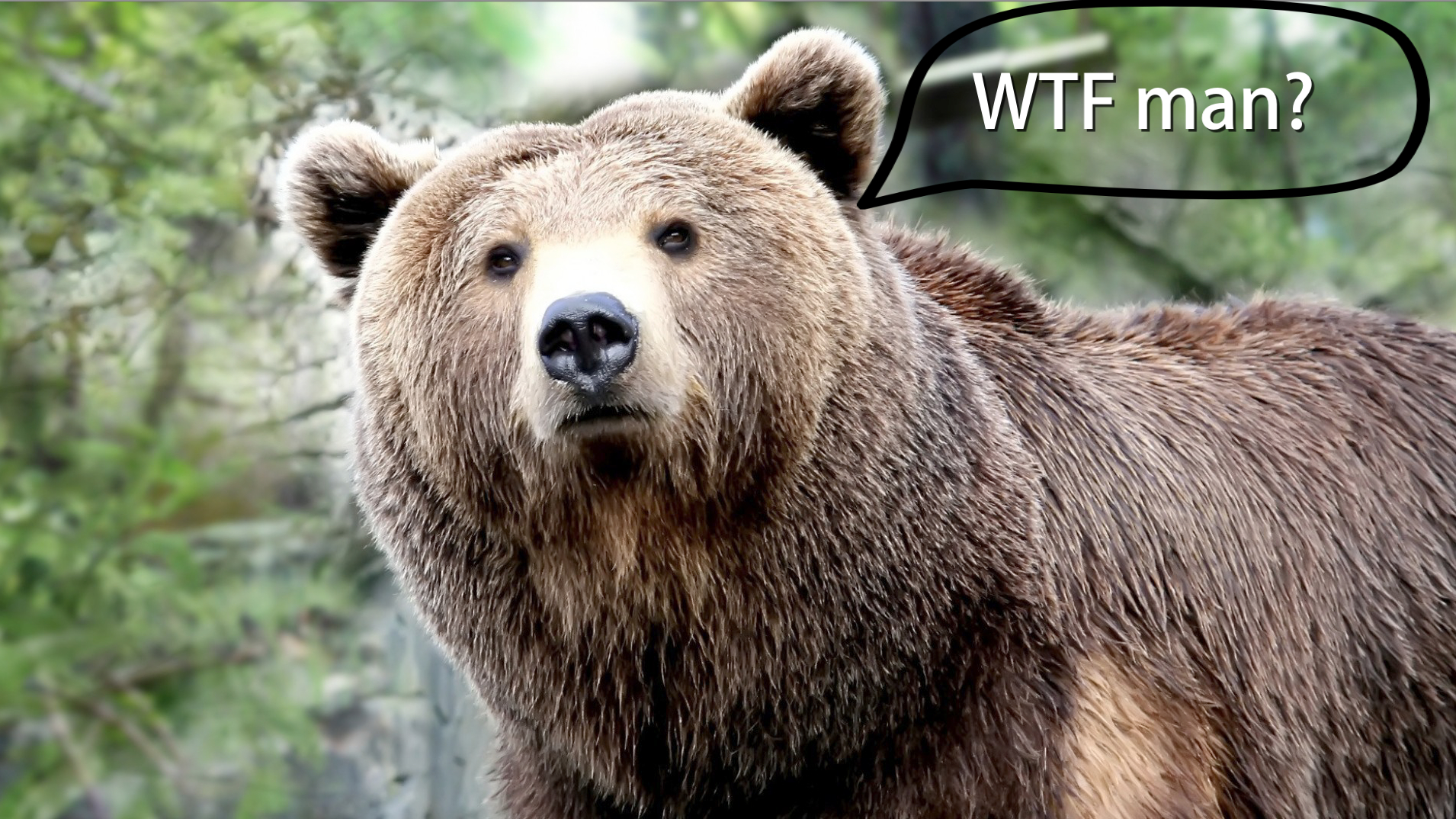 Idaho to Open Grizzly Hunting Season So Yokels Can Kill One Male Bear in Name of ‘Management’