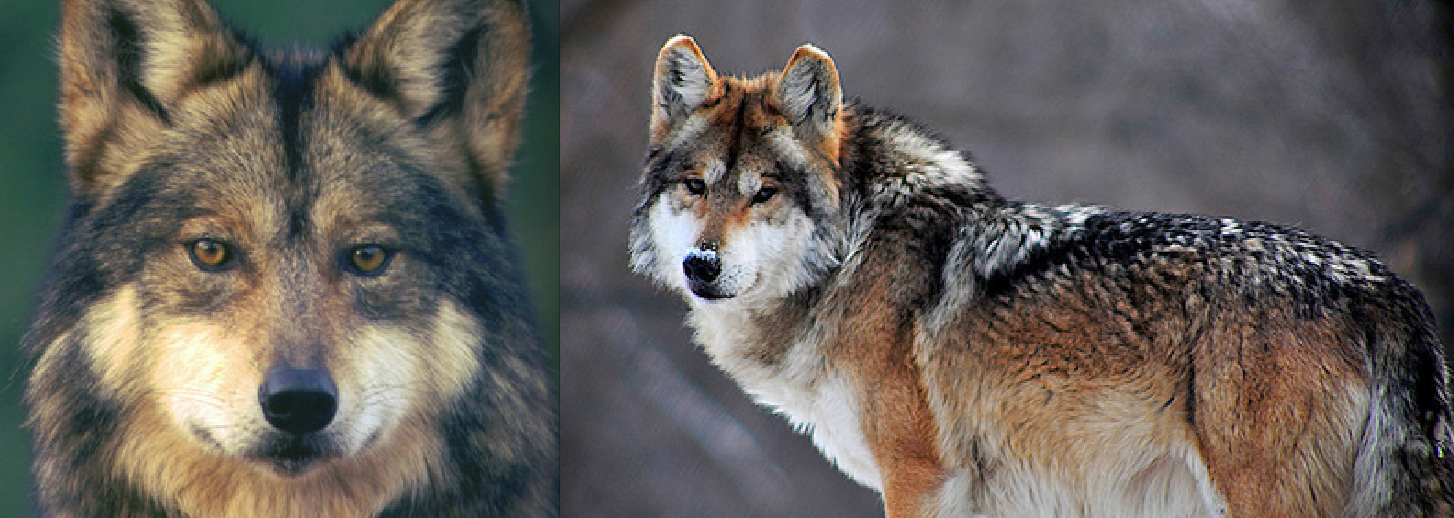 Big Win for ‘El Lobo’: Fed. Court Strikes Down ‘Egregious’ Management Rule For Mexican Wolves