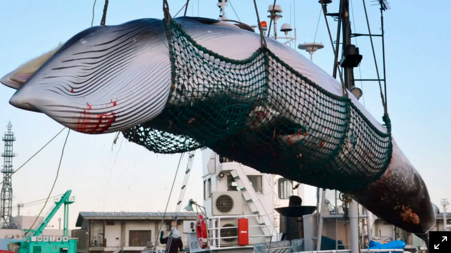 Japan Pulls Out of Intl. No-Whaling Agreement, Commercial Hunts to Commence in 2019