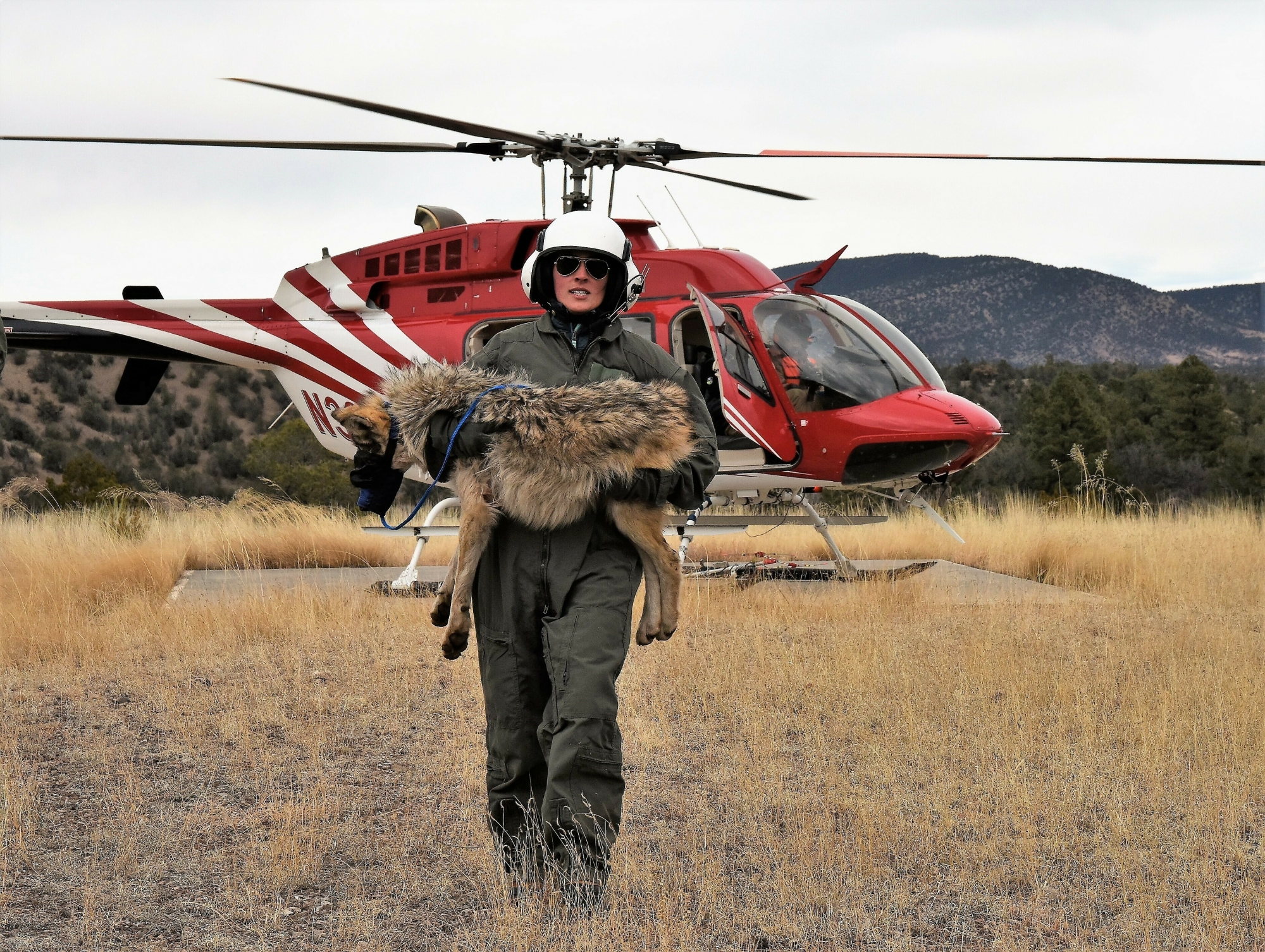 USFWS Hiring ‘Wolf Killer’ to Trap Endangered Mexican Gray Wolves and Greens Are ‘Furious’