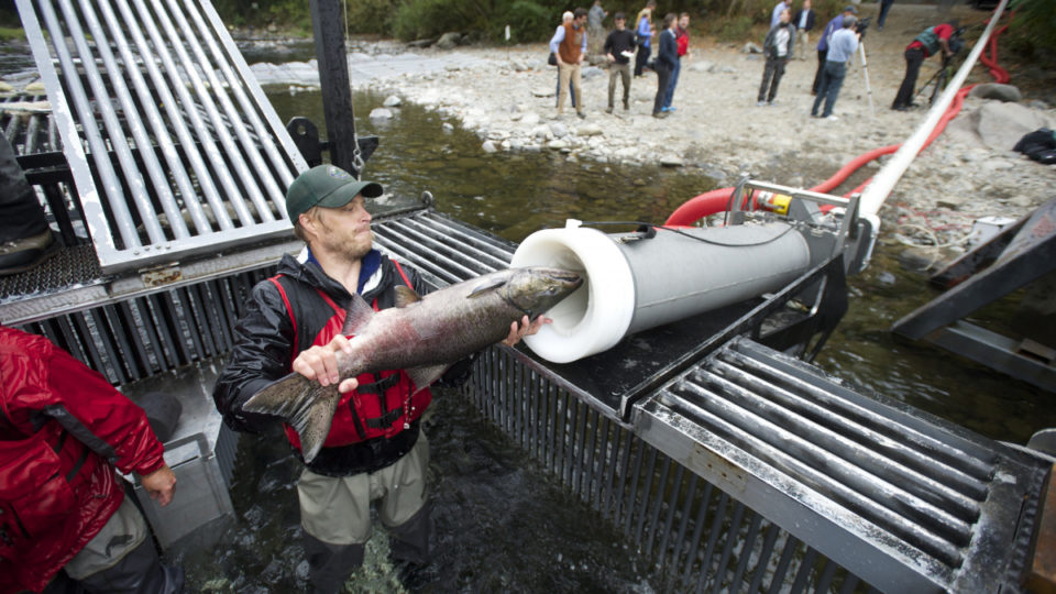 Feat of Engineering: ‘Salmon Cannon’ Explodes across Internet as Fish Get Free Ride over Dams