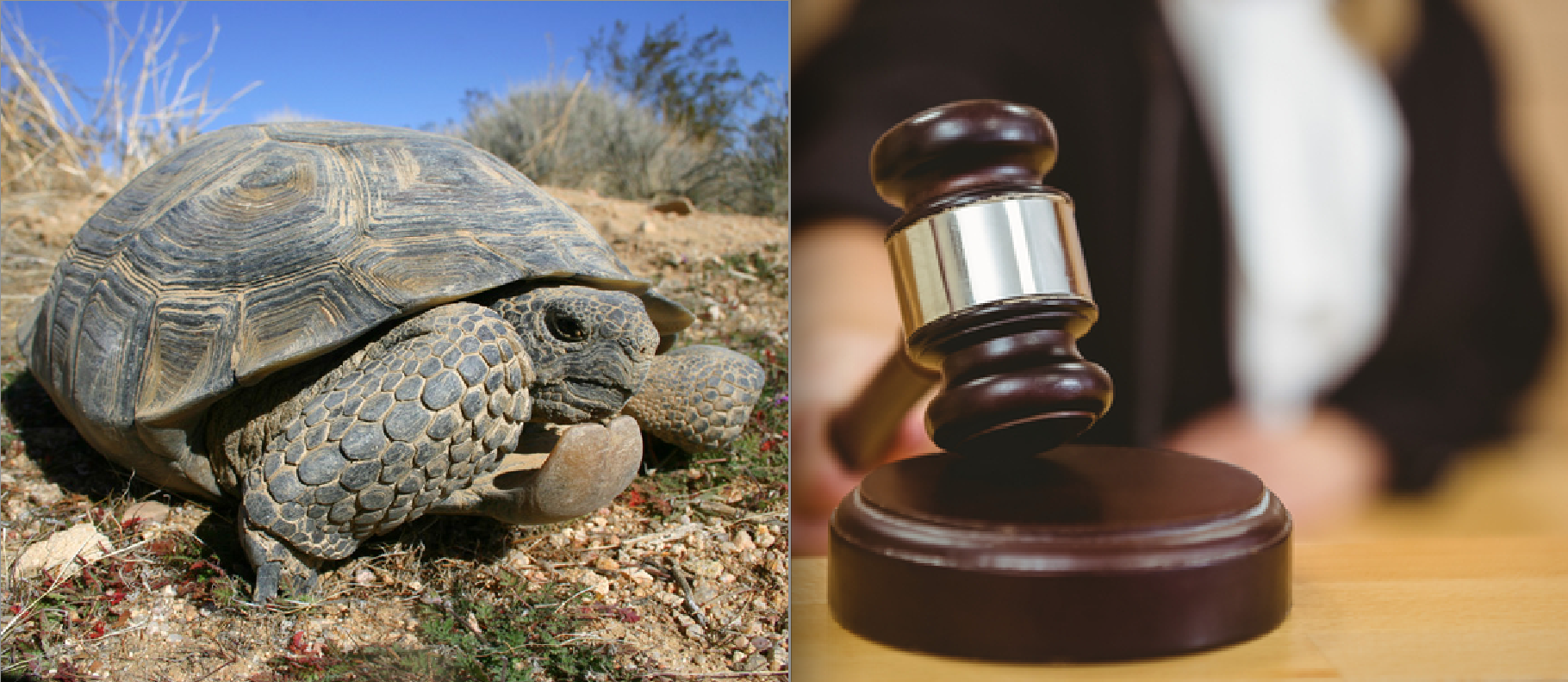 USFWS Says: No Endangered Protection for Sonoran Desert Tortoise — Envrio Orgs Say: Sue You! (With Big Fat Lawsuit)