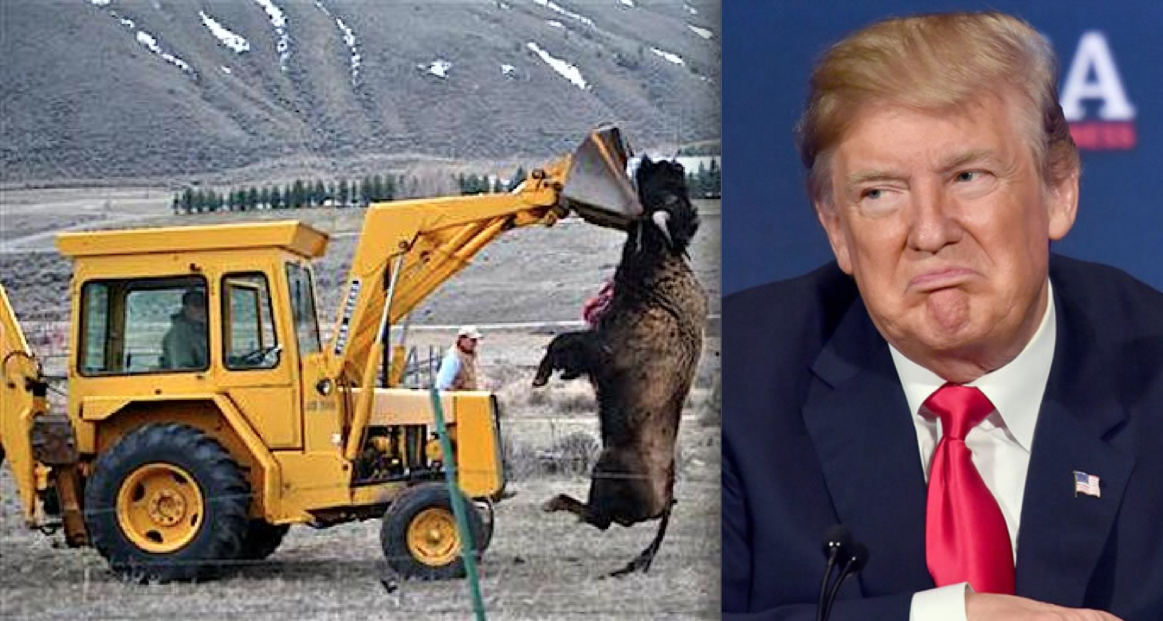 Trump Admin. Just Denied Yellowstone Bison Endangered Species Protection, Sparking Outrage