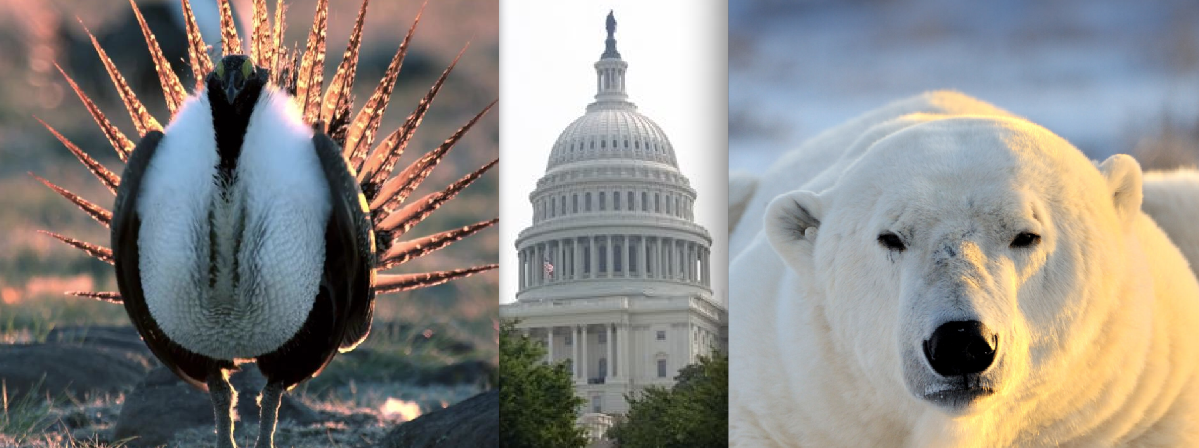 Dems Introduce ‘PAW and FIN’ Bill to Kibosh Trump Admin Assaults on Endangered Species Act