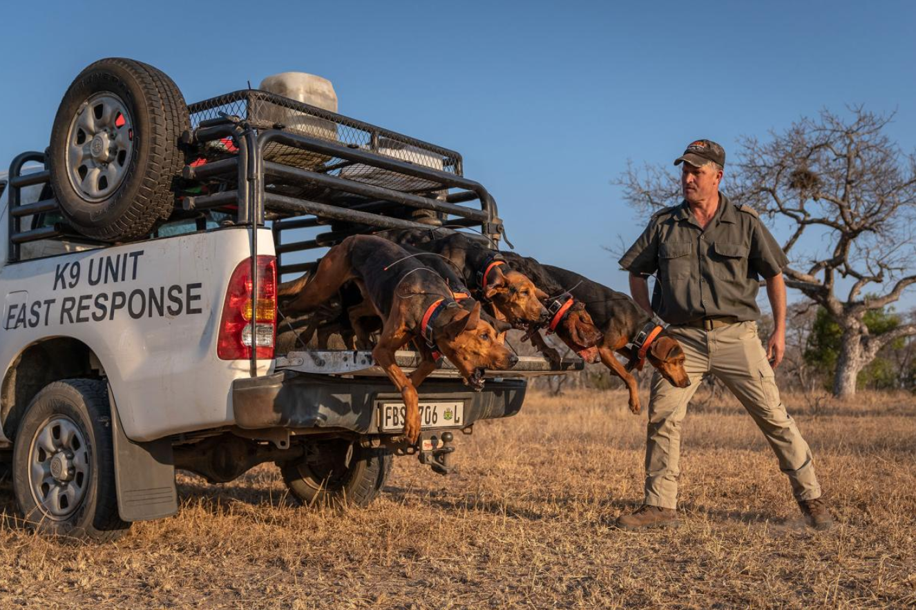 Texas Pack Hounds Charge to the Rescue for Rhinos in South Africa, Nabbing 145 Poachers So Far