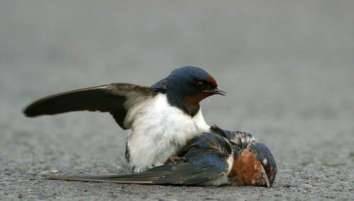 This Story is for the Birds: Humans Demolish North American Avian Population by 3 Billion Birds over 50 Yrs.