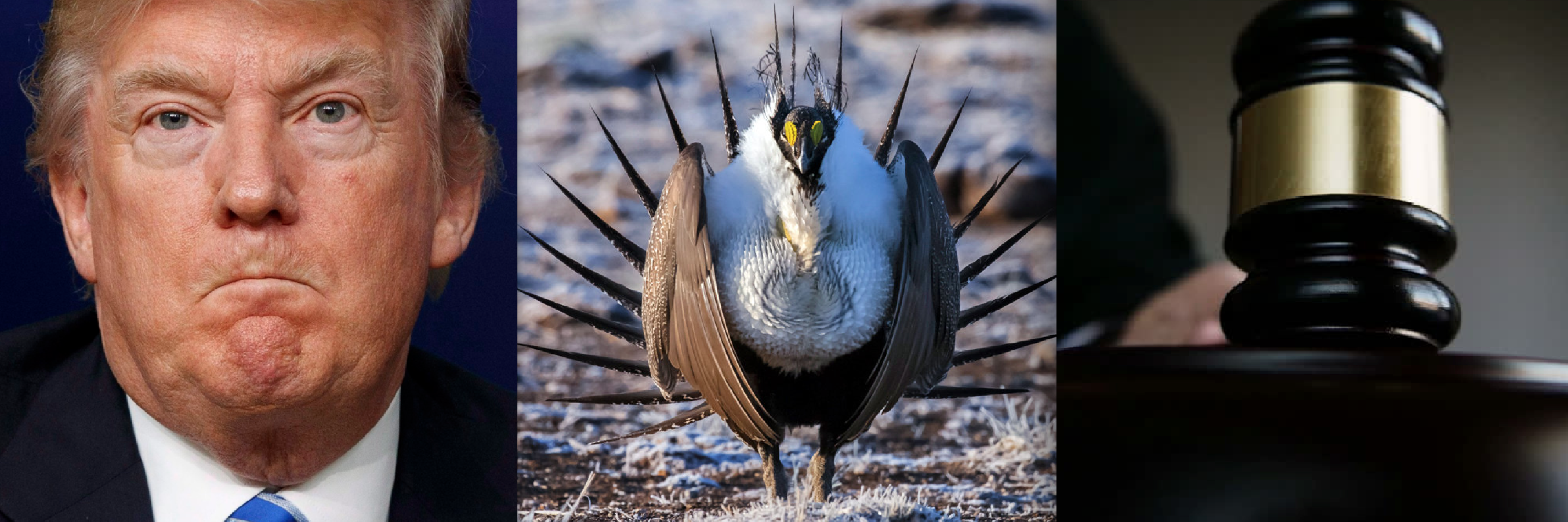 Sage Grouse: Court Stuffs Trump’s Attempt to Trash Largest Endangered Species Plan in History