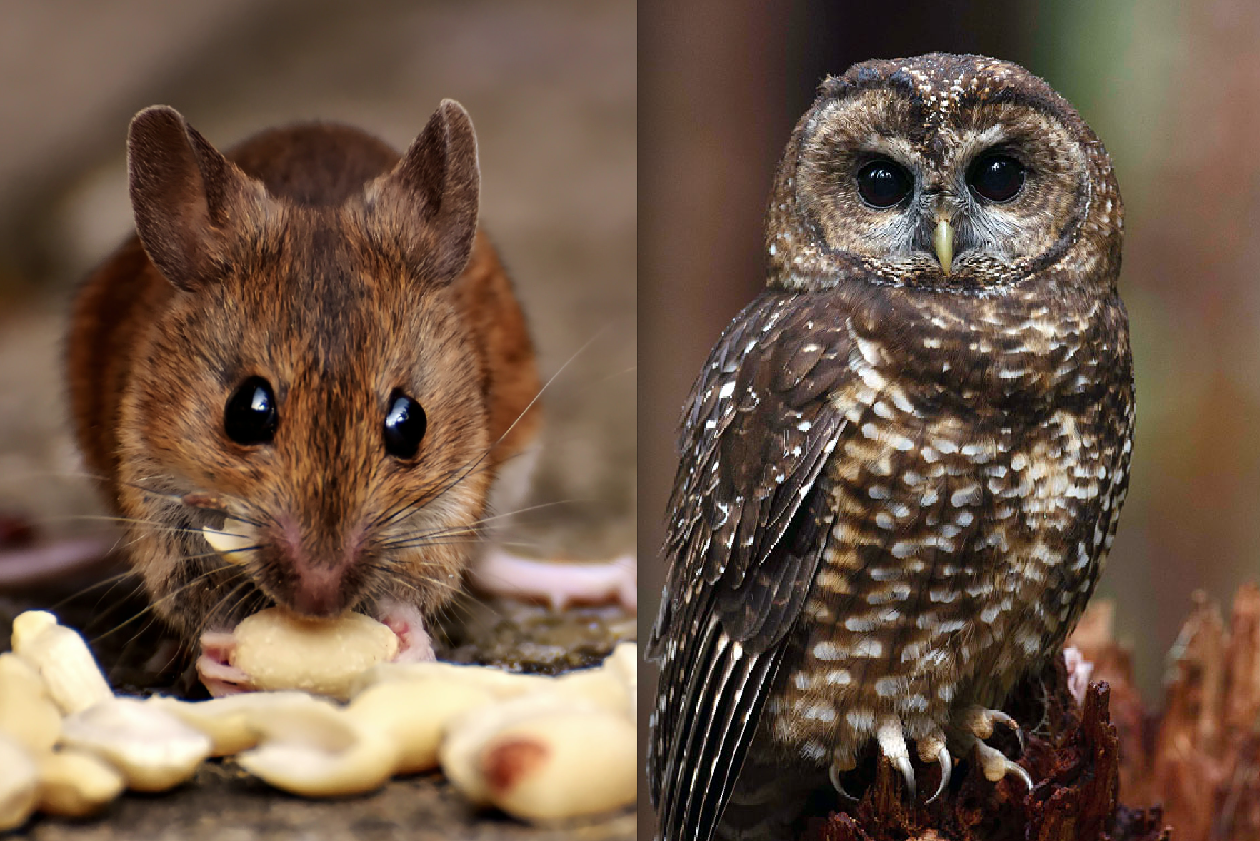 Rat Poison Killing Rare Northern Spotted Owls While the EPA, State Governments Do Nothing