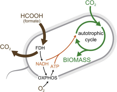 Israeli Scientists Create World’s First Lab-Grown CO2-Eating Bacteria in Effort to Quell the Climate Crisis