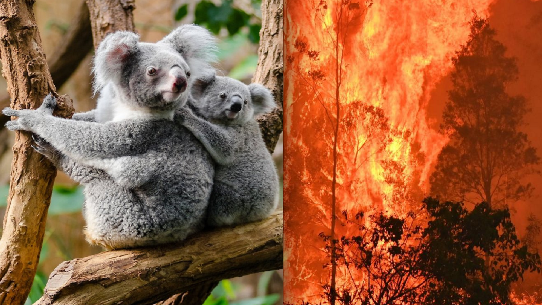 Koala Population Demolished, Thousands Killed Tragically in Sweeping Climate Fires, Imperiled Citizens Try Frantically to Help