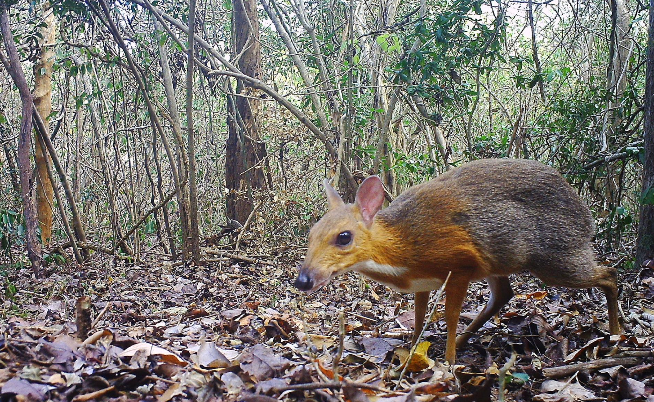 Believed ‘Extinct’ for 30 Yrs., World’s Smallest Hooved Animal, the Vietnam Mouse-Deer, Found Roaming in Remote Forest