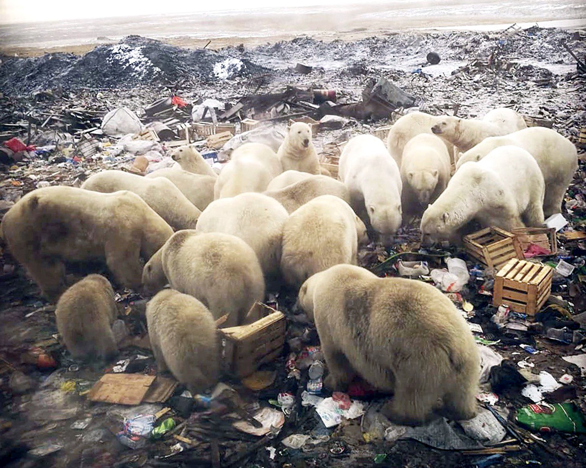 Polar Bear Diet Now 25% Plastic, Russian Researchers Reveal; City Creates ‘Alcatraz of Garbage’ to Solve Problem