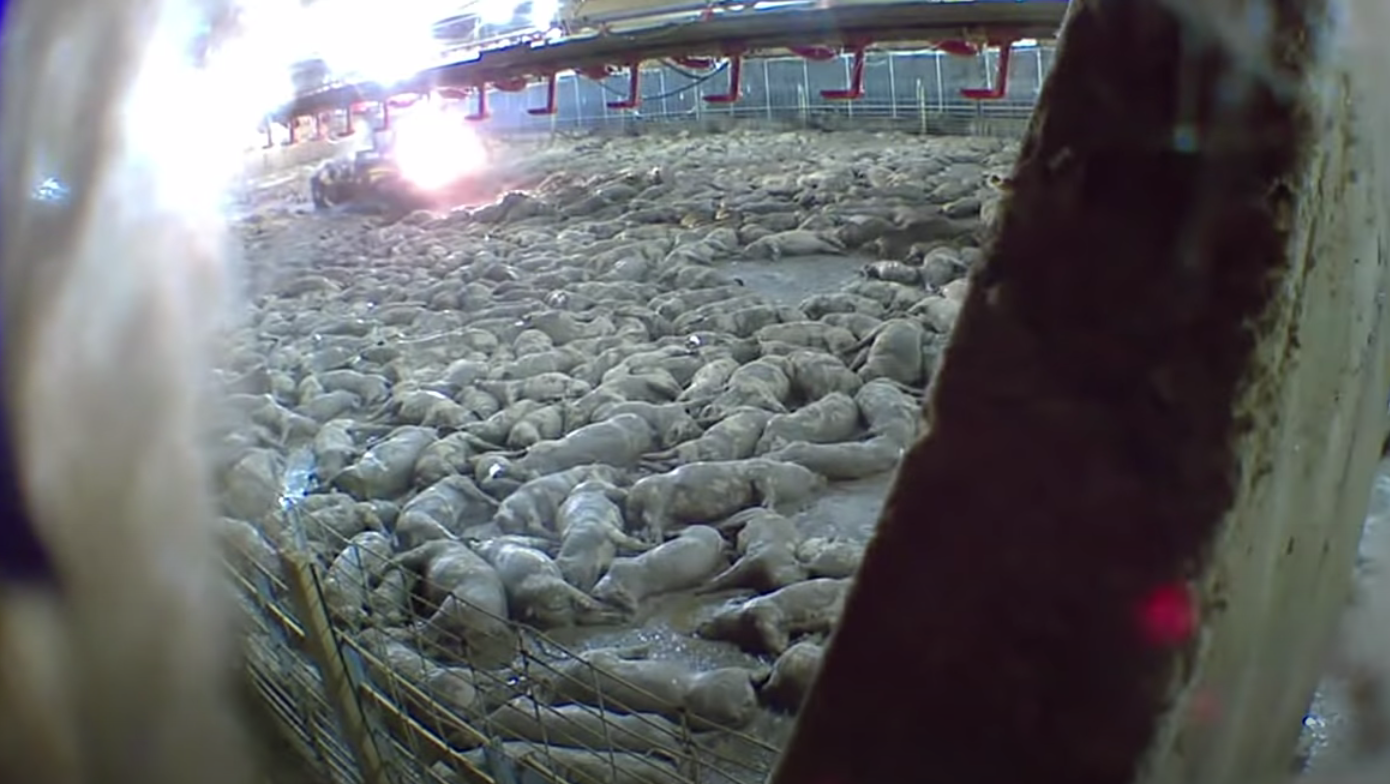 Ghastly Video: Iowa Select Farms Exposed by Whistleblower for Cooking Thousands of Hogs Alive in ‘Cruel,’ Mass Extermination