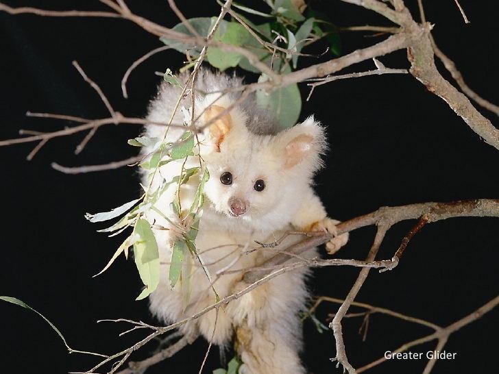 The Plight of the Greater Glider: Australia’s Adorable, Flying Marsupial Hurtling Toward Extinction