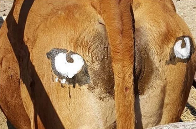 How Painting Eyes on Cow Butts in Botswana is Saving Cattle, Lions, Leopards and Livelihoods