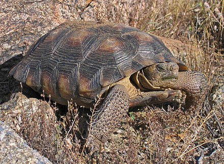 After Joint Lawsuit, USFWS Backs down, Agrees to Consider Sonoran Desert Tortoise for ESA