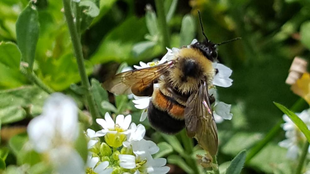 Rusty Patched Ripoff: Trump Admin Says Bumblebee is Endangered, But Won’t Give it Any Habitat