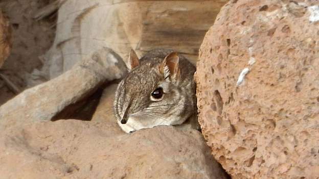 Another ‘Extinct’ Species Risen From the Dead: Somali Elephant Shrew Found Alive in the Wild