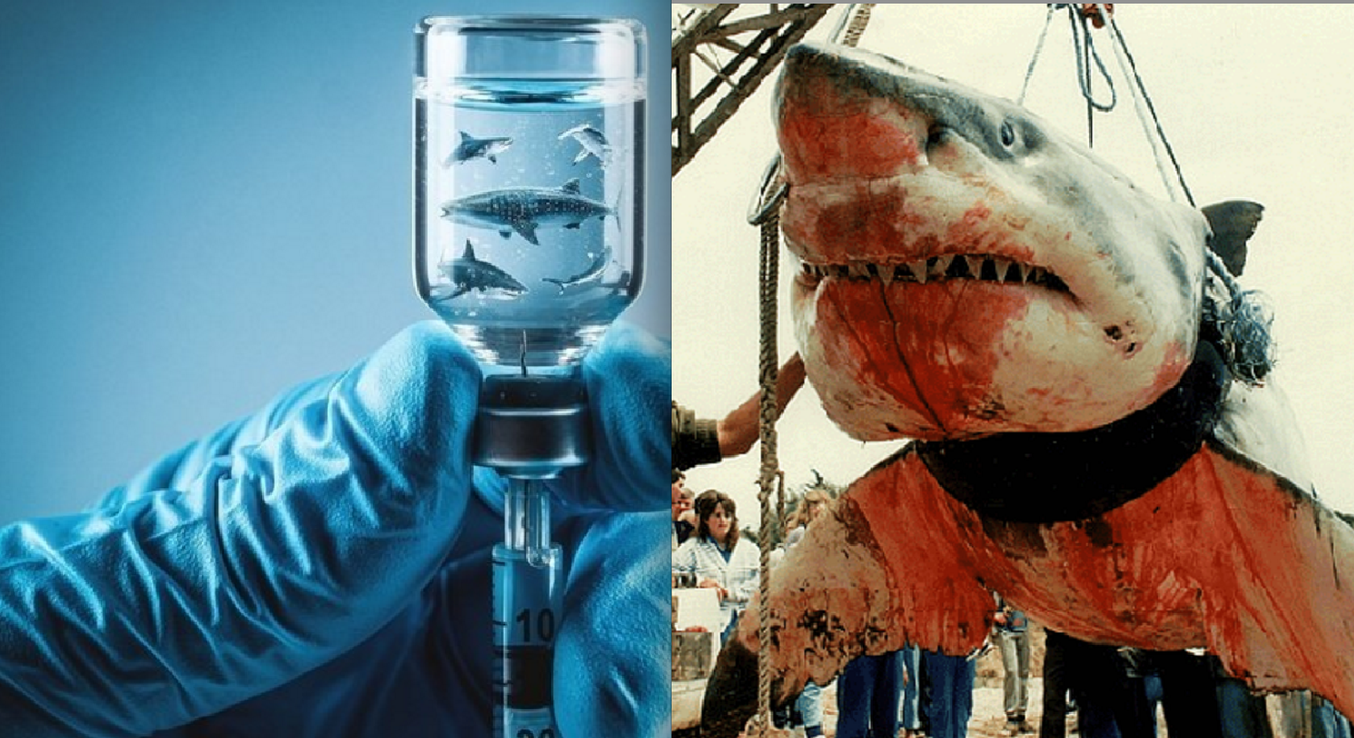 Petition Watch: Petition Aims to Stop 500,000 Sharks from Being Killed for COVID-19 Vaccines