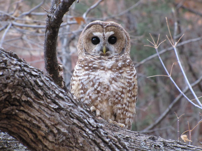 In Trump’s Waning Days, Mexican Owl Gains Victory in Rare Deal Between Environmental Org and U.S. Government