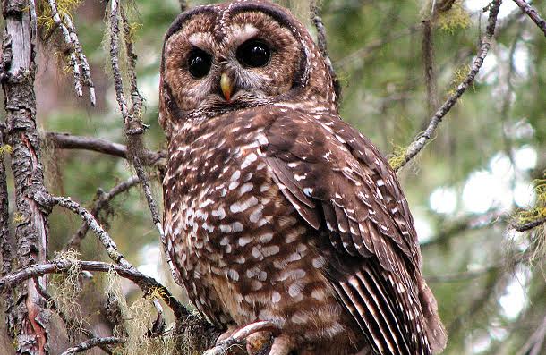 1st Species Screwed by Trump’s ESA Rollbacks: Iconic N. Spotted Owl, Robbed of 3.4M Acres of Habitat in OR/WA/CA