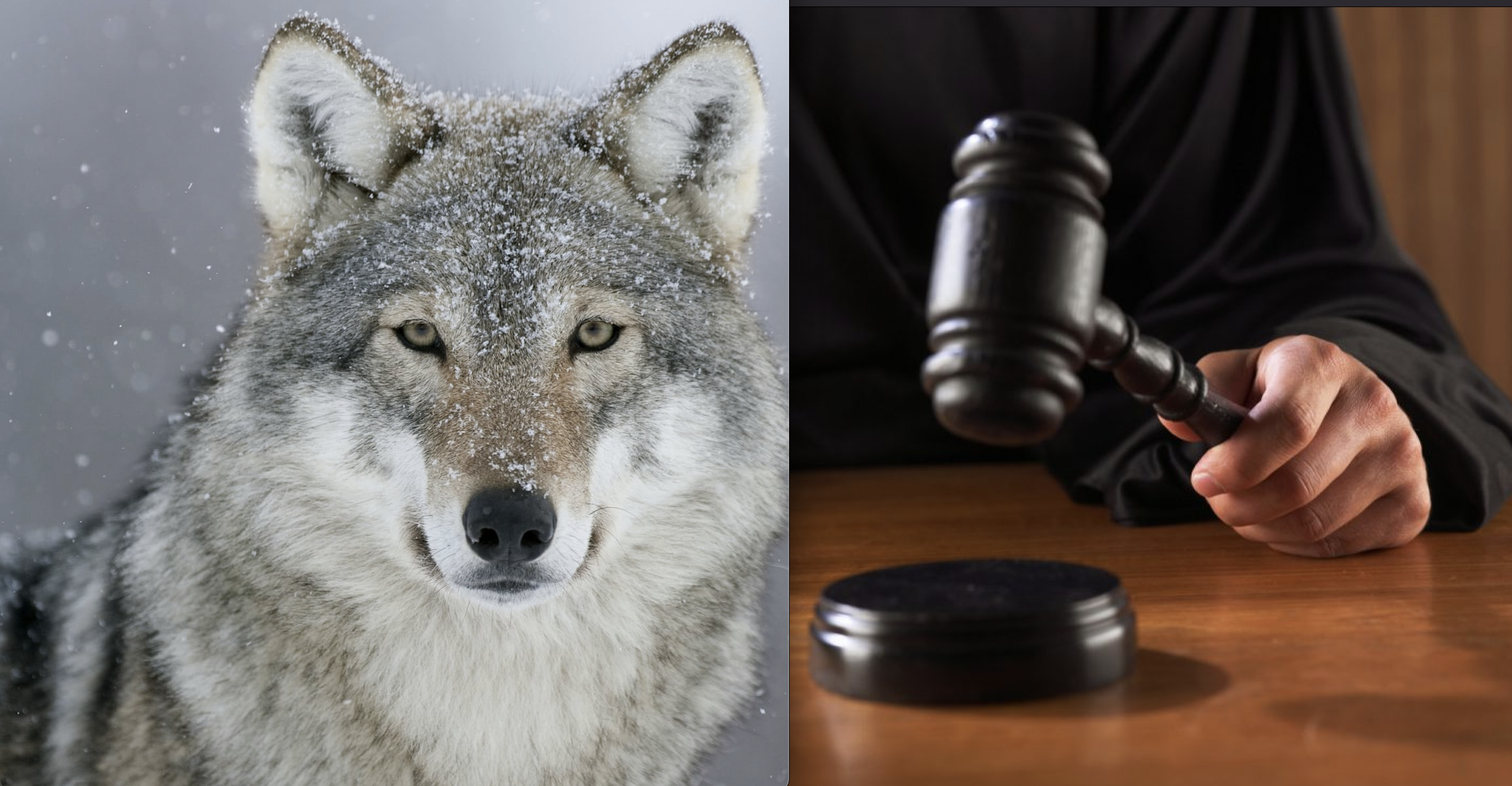 Trump Admin Sued Bigly by 17 Wildlife Orgs for Stripping Gray Wolves of Endangered Status