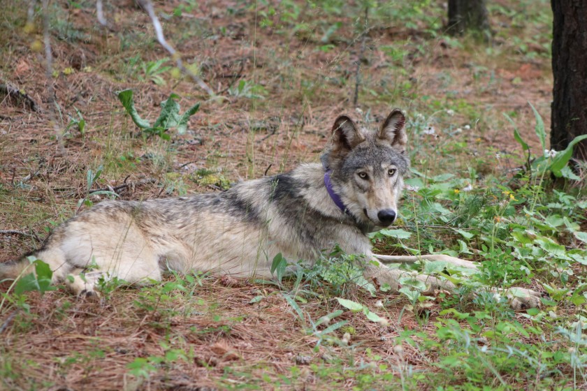 Lone Wolf OR-93 Travels Farther South in CA Than any Wolf Since the 1920s: He’s Just East of Yosemite