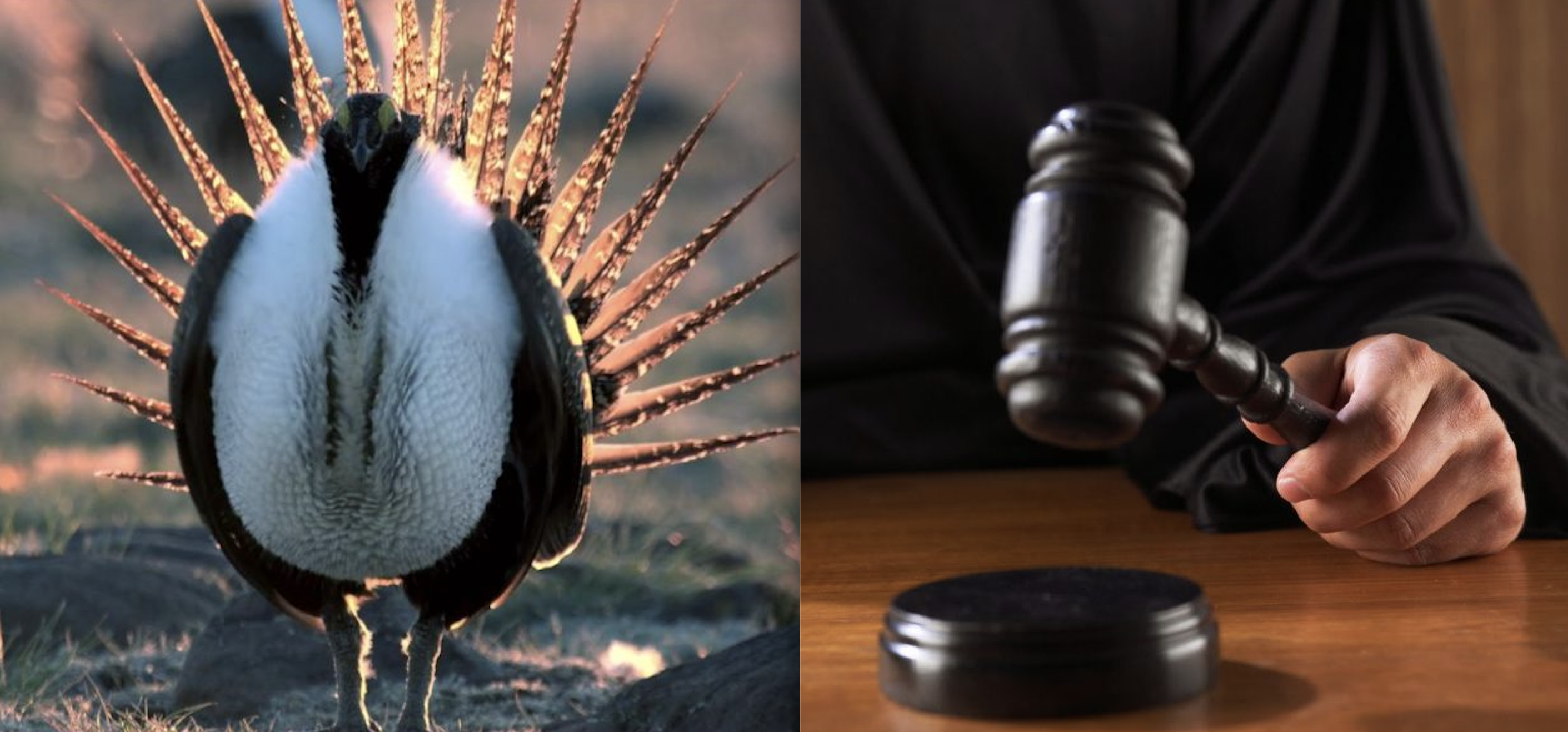 Sage Grouse Wins Big in Court; Trump Admin Rule-Changes Overturned