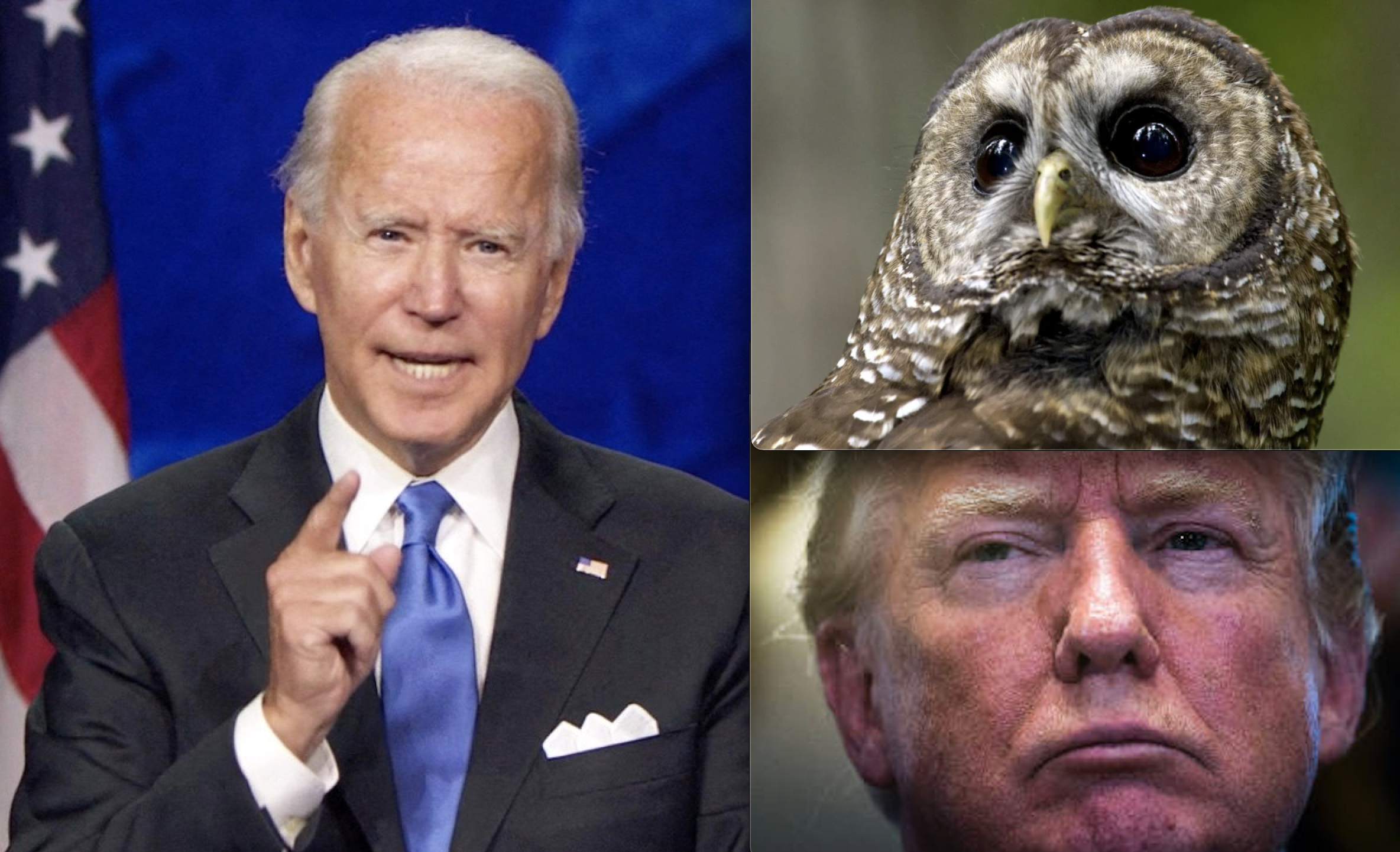 Biden Slams Brakes on Trump’s ‘Bewildering’ Rule That Stripped N. Spotted Owl of 3.4M Acres of Protected Habitat