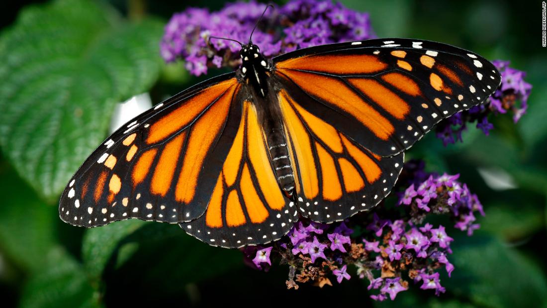 Only 1914 Specimens: W. Monarch Butterfly Nearing Total Collapse; USFWS Does Nothing, Lawmakers Introduce Bills