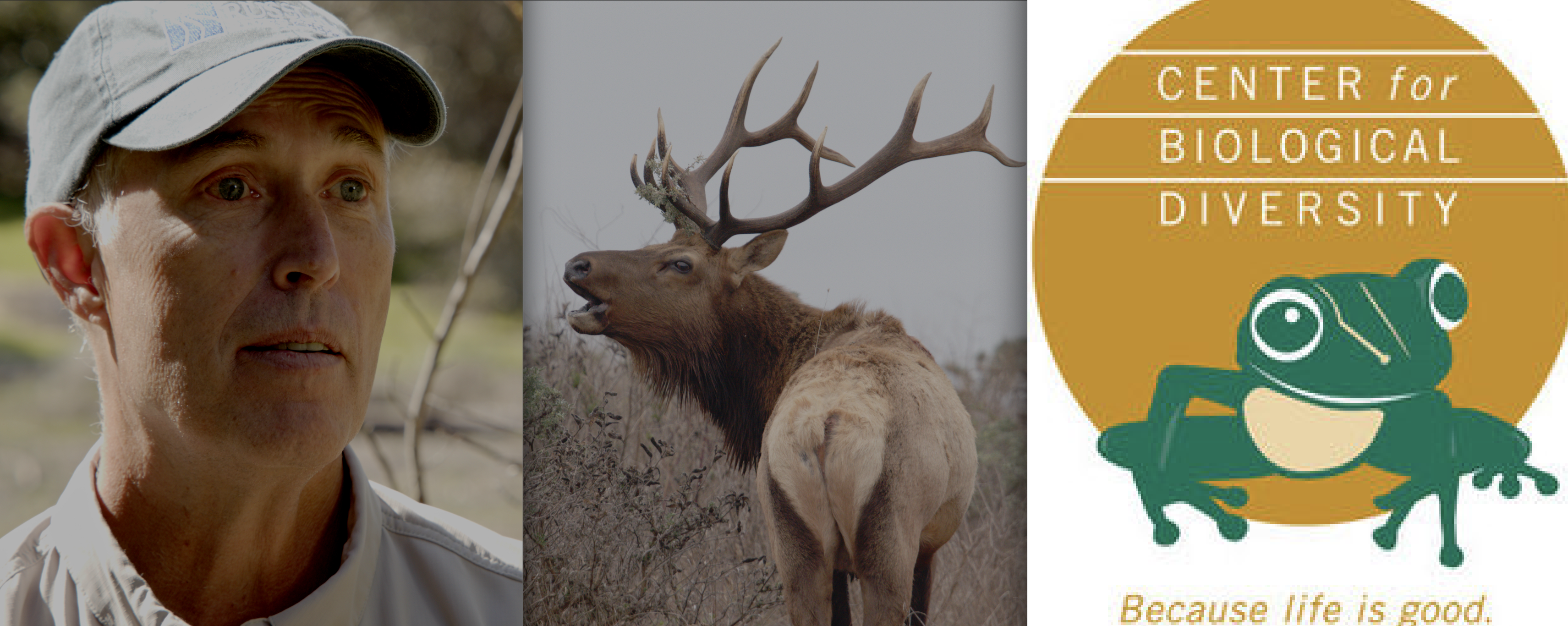 Center for Biological Diversity Lambasts Rep. Jared Huffman in Scathing Rebuke over Tule Elk Comments in Letter to The Editors