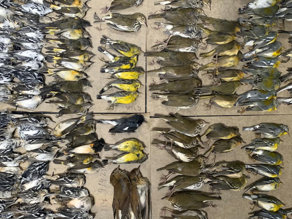 Freak Event: Hundreds of Migratory Birds Fall to Their Deaths After Crashing into NYC Skyscrapers